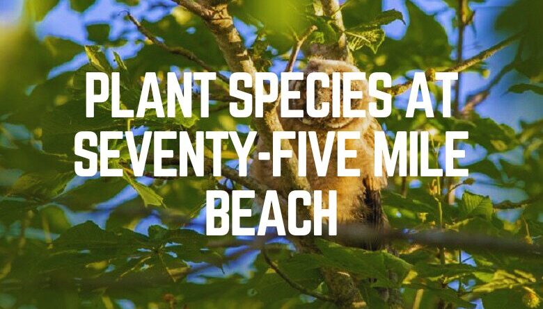 Plant Species At Seventy-Five Mile Beach