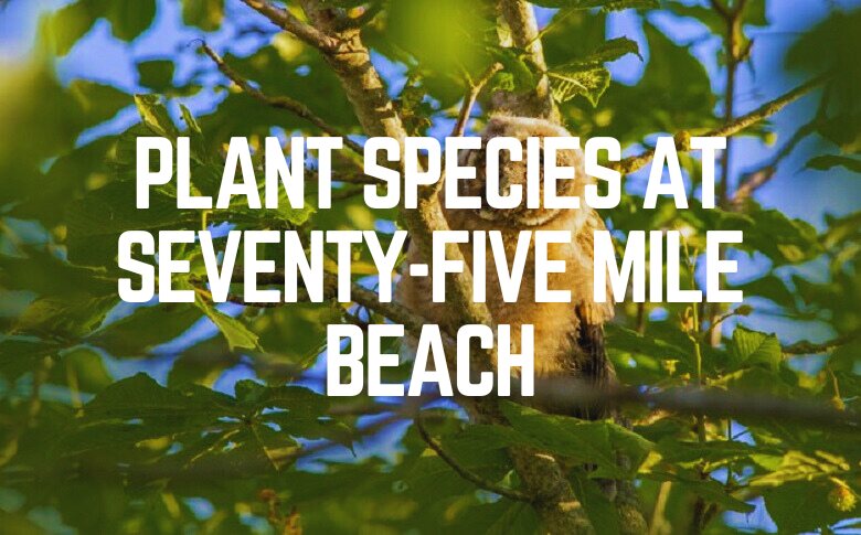 Plant Species At Seventy-Five Mile Beach