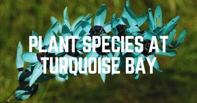 Plant Species At Turquoise Bay
