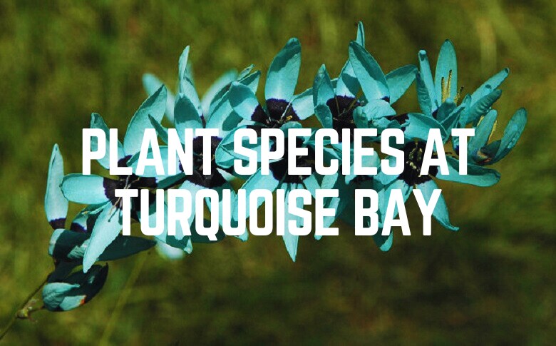 Plant Species At Turquoise Bay