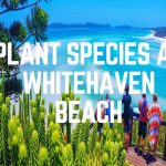 Plant Species At Whitehaven Beach