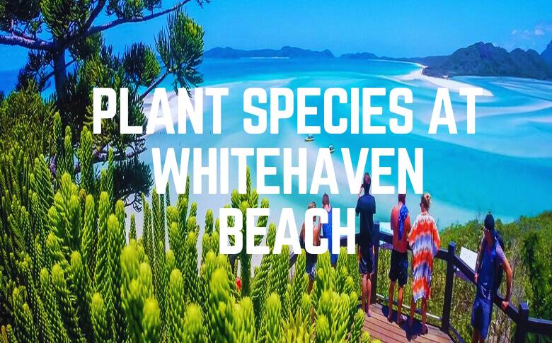 Plant Species At Whitehaven Beach