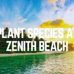 Plant Species At Zenith Beach