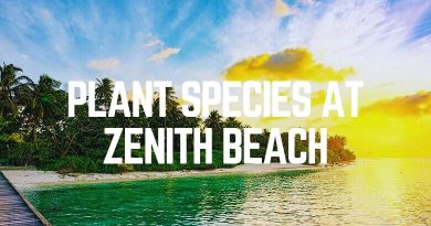 Plant Species At Zenith Beach
