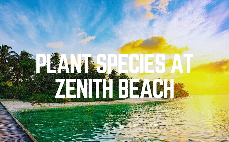 Plant Species At Zenith Beach