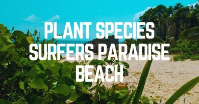 Plant Species Surfers Paradise Beach