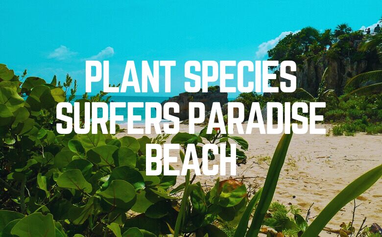 Plant Species Surfers Paradise Beach