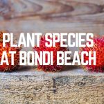 Plant Species at Bondi Beach