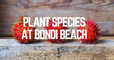 Plant Species at Bondi Beach