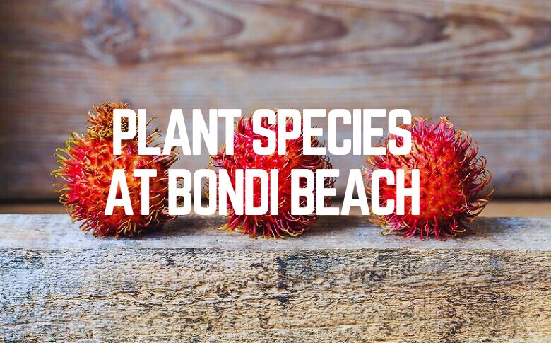 Plant Species at Bondi Beach