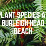 Plant Species at Burleigh Head Beach