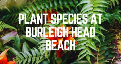 Plant Species at Burleigh Head Beach