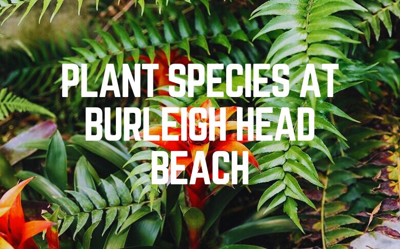 Plant Species at Burleigh Head Beach