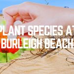 Plant Species At Burleigh Beach