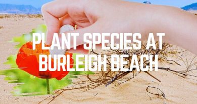 Plant Species At Burleigh Beach