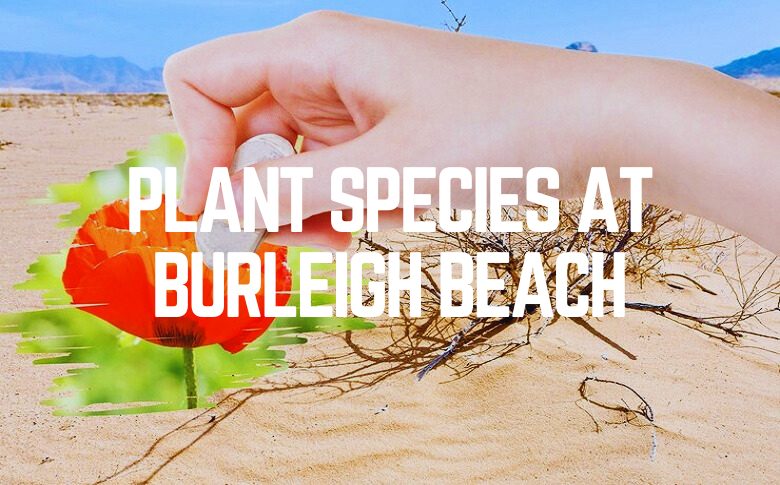 Plant Species At Burleigh Beach