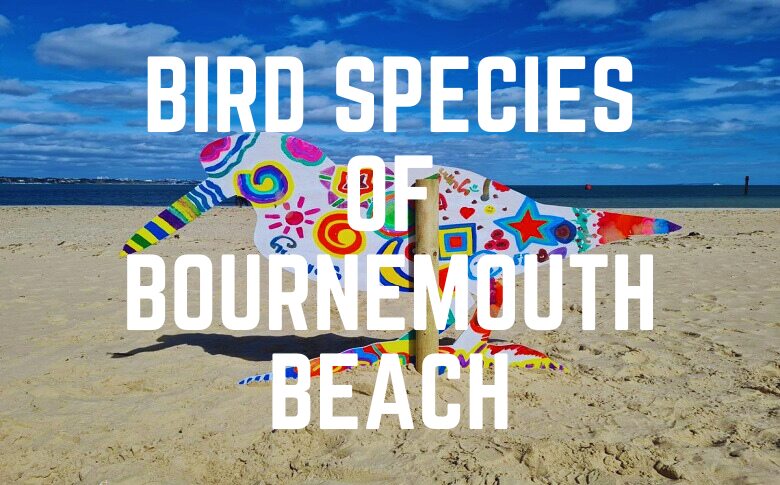 Bird Species Of Bournemouth Beach