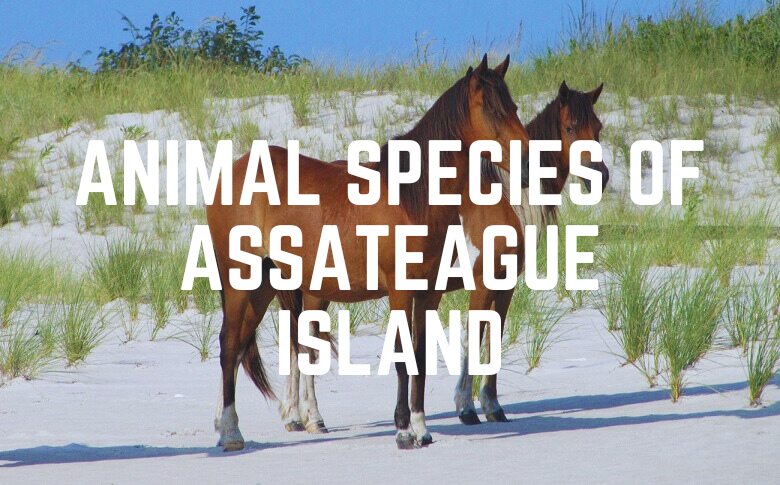 Animal Species Of Assateague Island