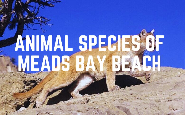 Animal Species Of Meads Bay Beach