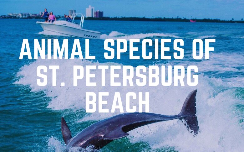 Animal Species Of St. Petersburg Beach
