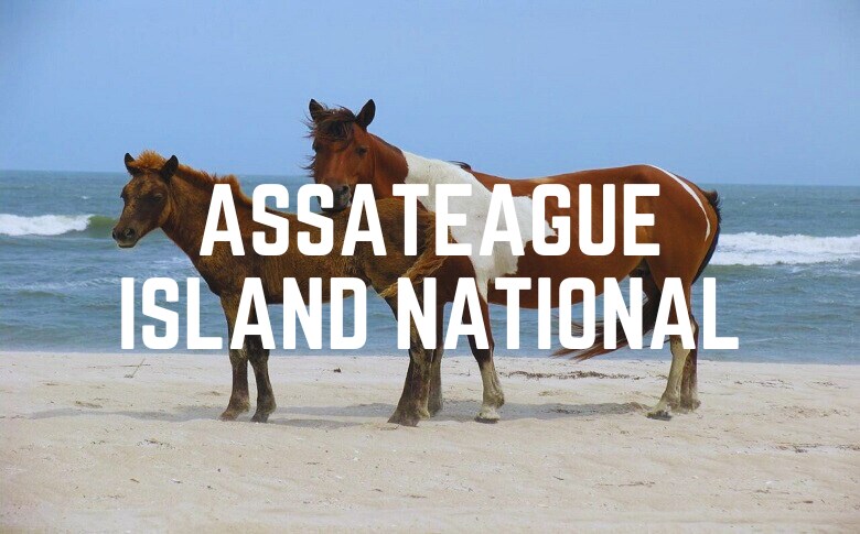 Assateague Island National