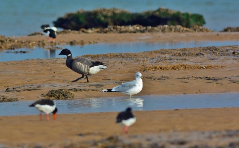 Bird Species Of Holkham Beach