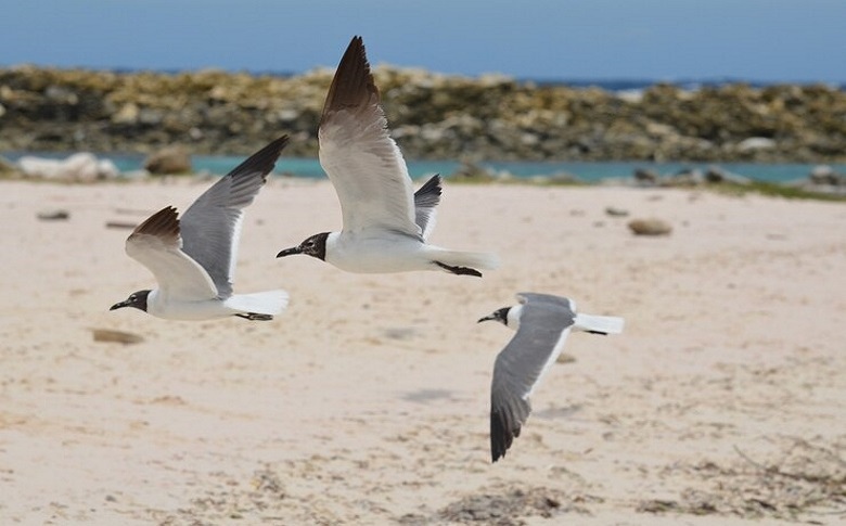 Bird Species Of Honopu Beach