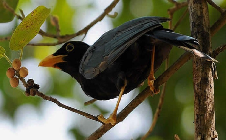 Bird Species Of Tulum Beach