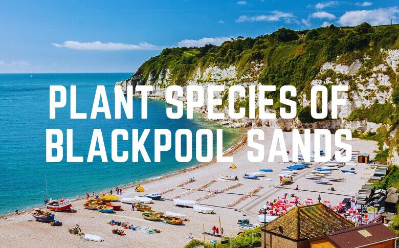 Plant Species Of Blackpool Sands