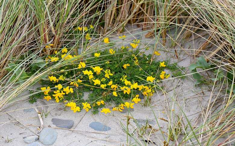 Plant Species Of Malibu Beach