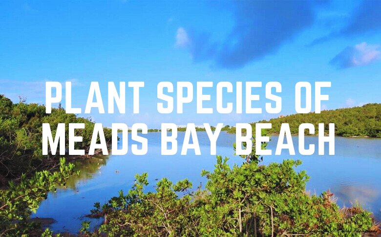 Plant Species Of Meads Bay Beach