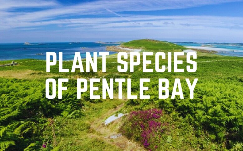 Plant Species Of Pentle Bay