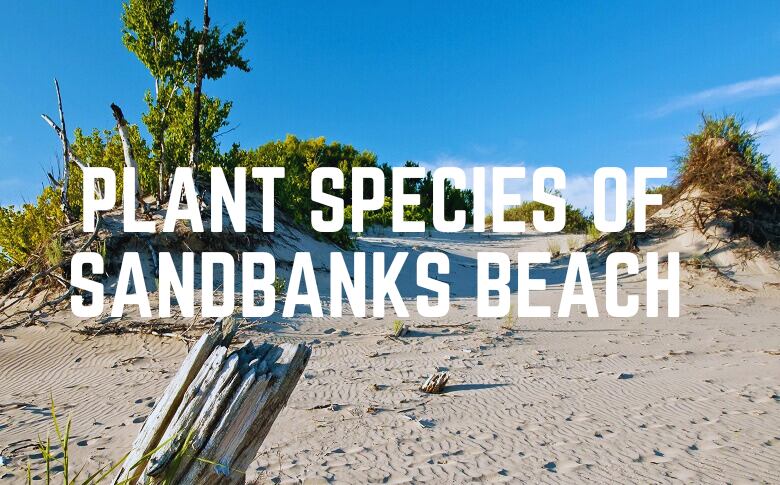 Plant Species Of Sandbanks Beach
