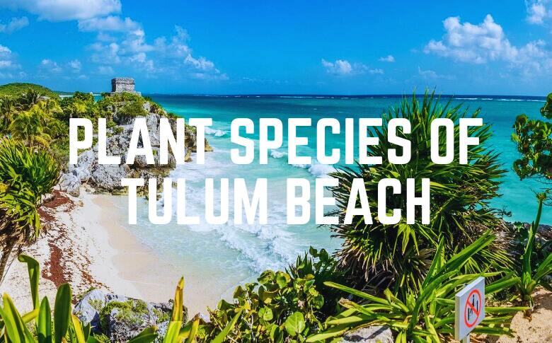 Plant Species Of Tulum Beach