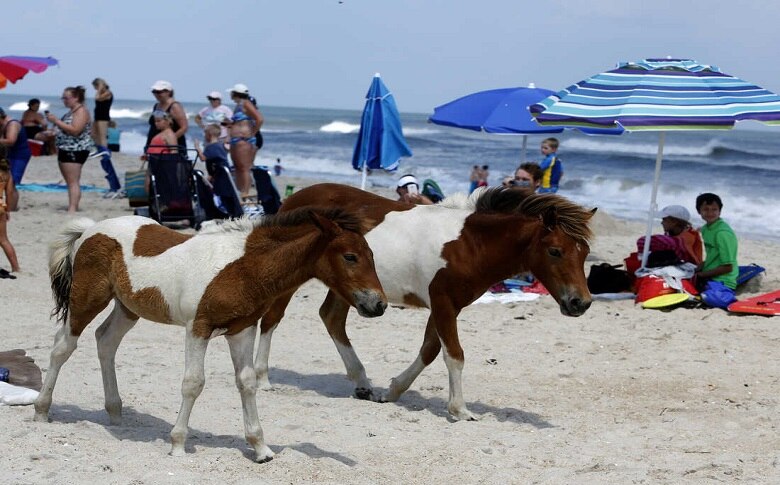 Things To Do On Assateague Island