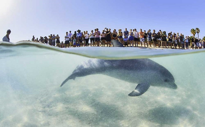 Animal Species Of Exmouth Beach