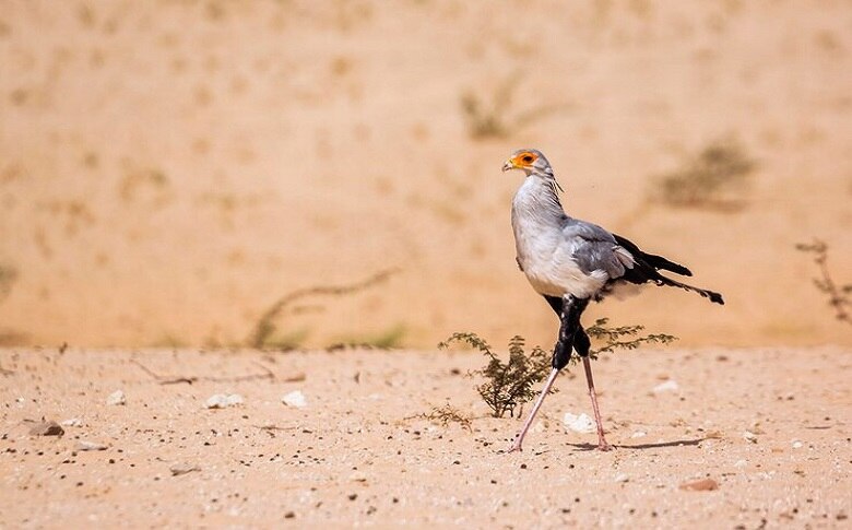 Bird Species Of Camber Sands