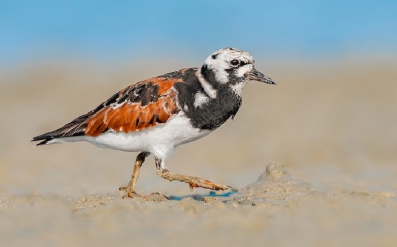 Bird Species Of Exmouth Beach