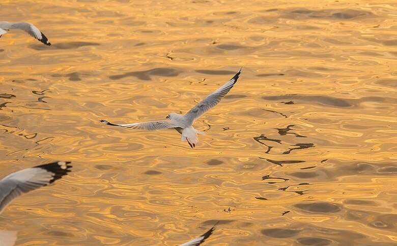 Bird Species Of Saunton Sands Beach
