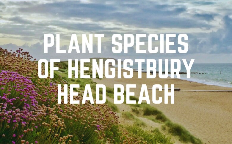 Plant Species Of Hengistbury Head Beach