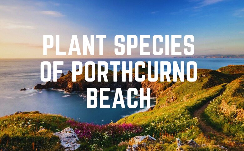 Plant Species Of Porthcurno Beach