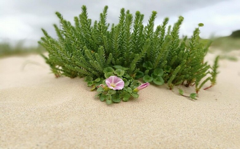 Plant Species Of Saunton Sands Beach